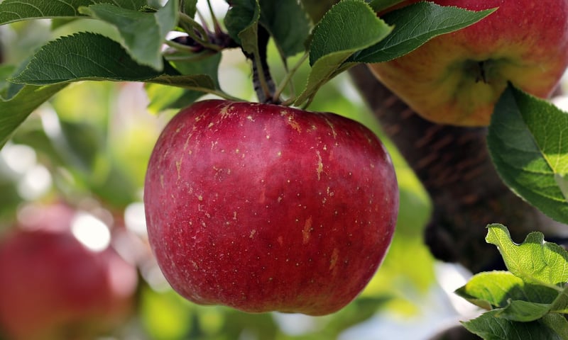 Pork and Apple
